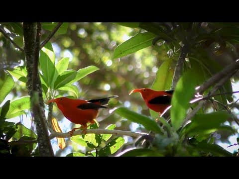 Can AI help to save endangered birds?